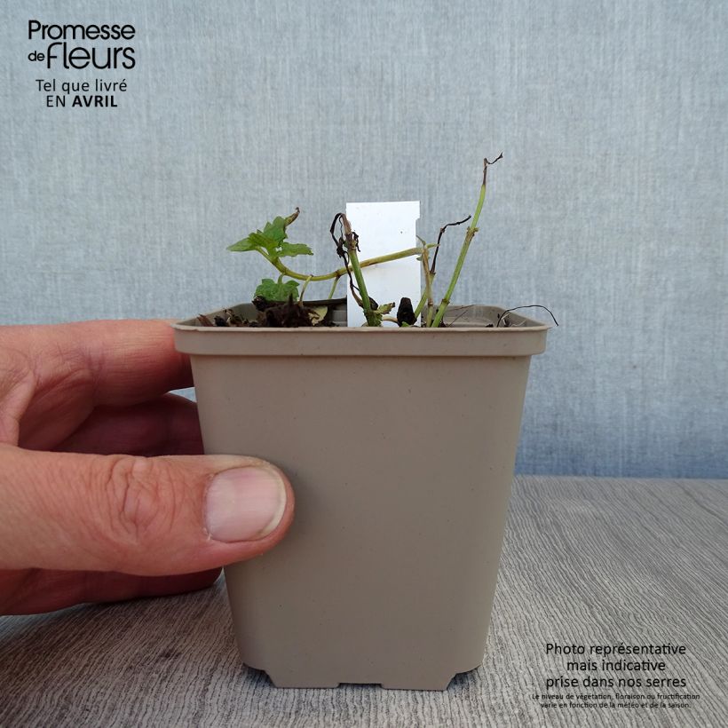 Exemplar von Agastache Poquito Lavender - Duftnessel Kleine Töpfe von 8/9 cm wie im Frühjahr geliefert