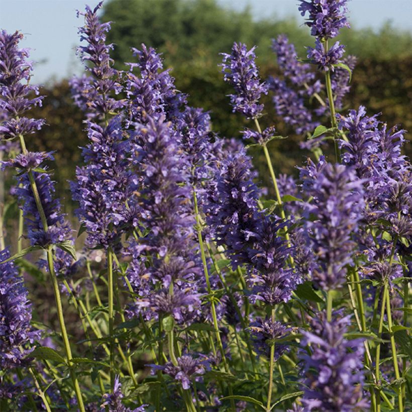 Agastache Serpentine - Duftnessel (Flowering)