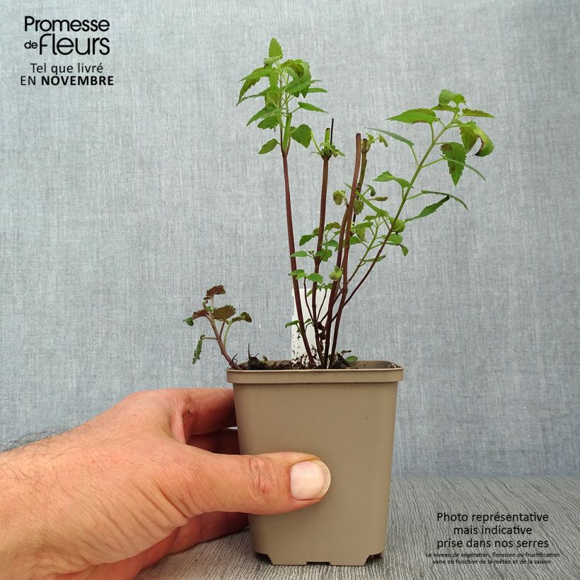 Example of Agastache Serpentine - Duftnessel Kleine Töpfe von 8/9 cm as you get in automne