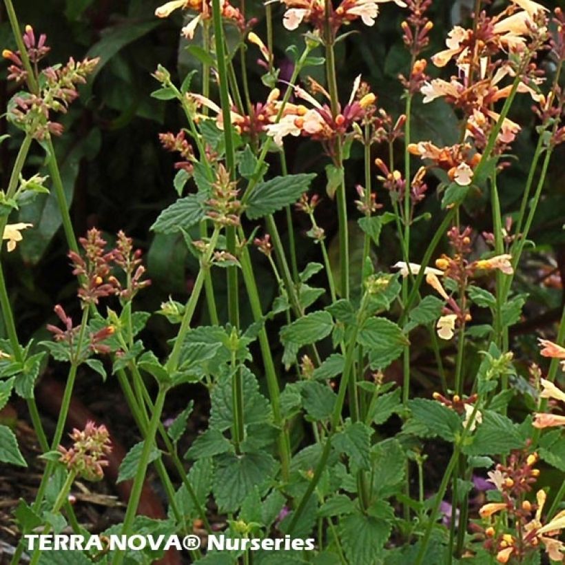Agastache Summer Glow - Duftnessel (Foliage)