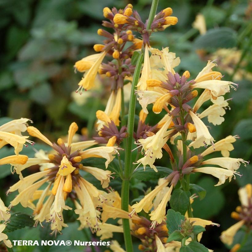 Agastache Summer Glow - Duftnessel (Flowering)