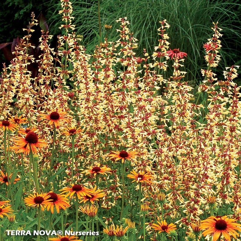 Agastache Summer Glow - Duftnessel (Plant habit)