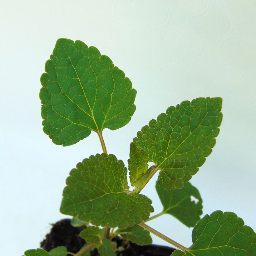 Agastache Summer Sunset - Duftnessel (Foliage)