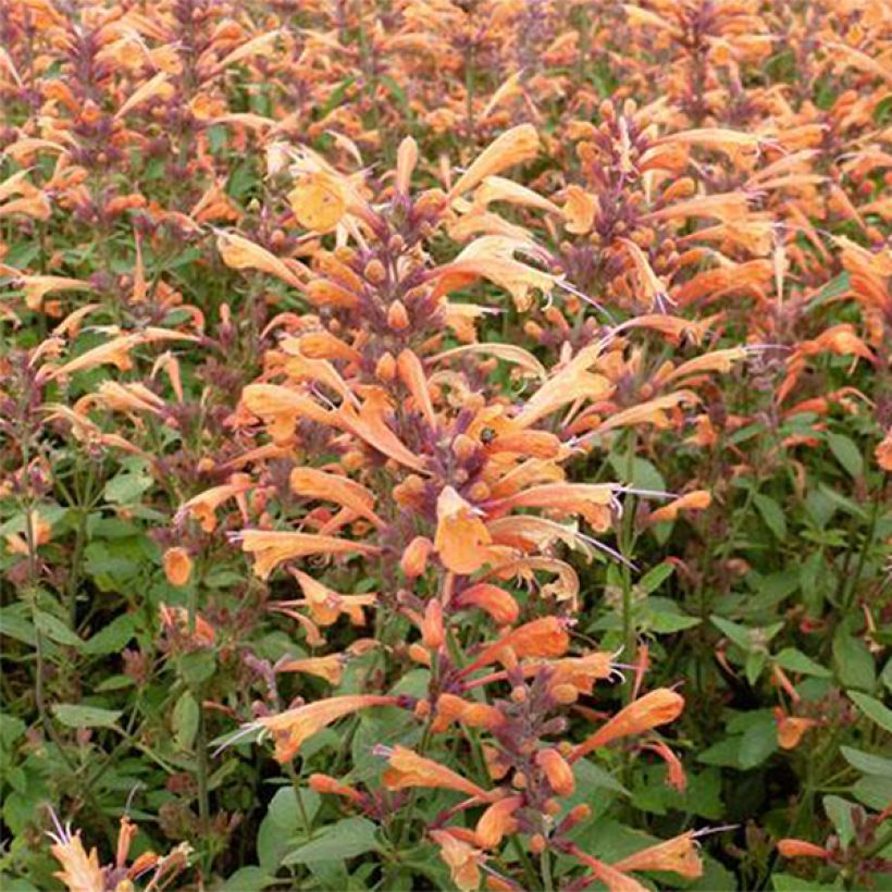 Agastache Summer Sunset - Duftnessel (Flowering)