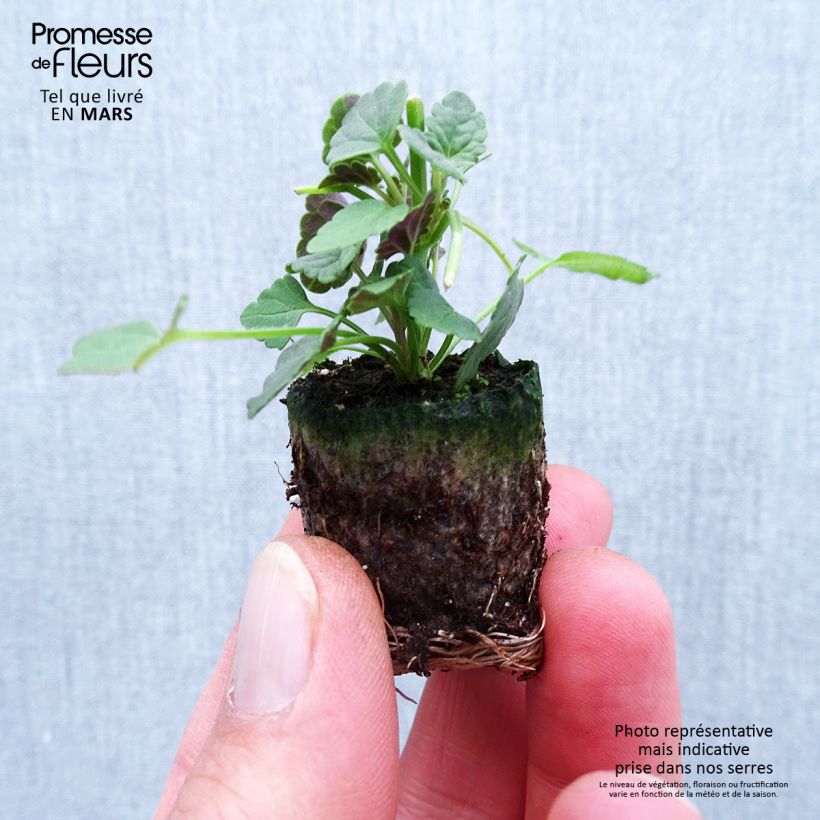 Example of Agastache Sunny Sparks Pink Improved - Duftnessel Mini-Plug Ø 1,5/2,5 cm as you get in printemps