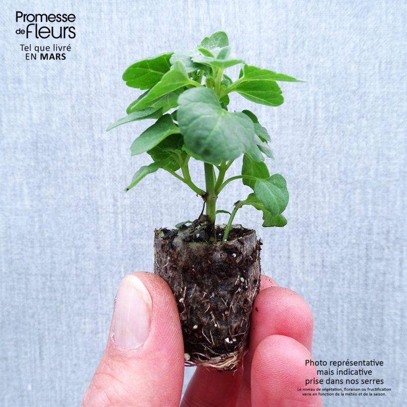 Example of Agastache Sunny Sparks Tangerine - Duftnessel Mini-Plug Ø 1,5/2,5 cm as you get in printemps