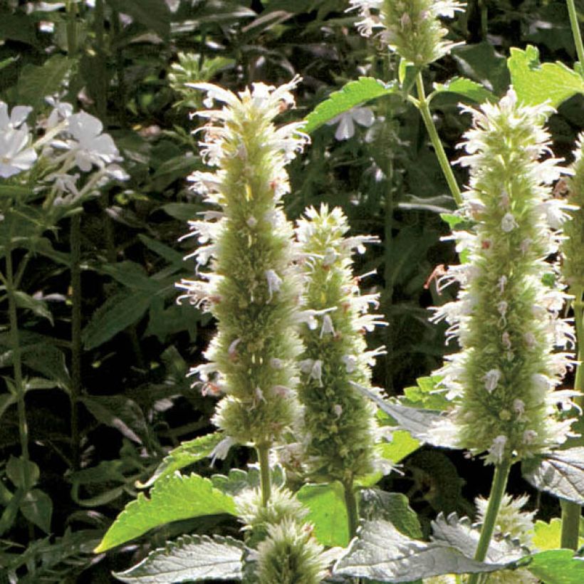 Agastache rugosa Alabaster - Duftnessel (Flowering)