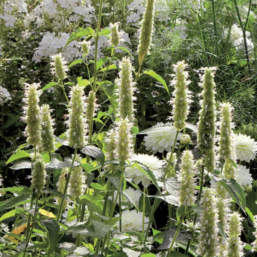 Agastache rugosa Alabaster - Duftnessel (Plant habit)