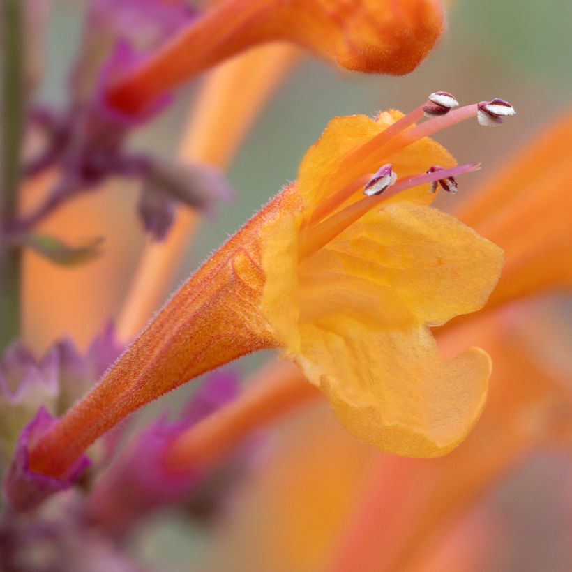 Agastache aurantiaca Apricot Sprite - Duftnessel (Flowering)