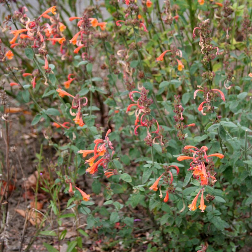 Agastache aurantiaca Apricot Sprite - Duftnessel (Plant habit)