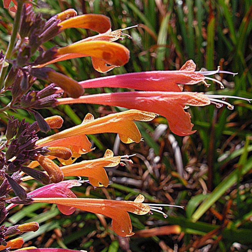 Agastache aurantiaca Tango - Duftnessel (Flowering)