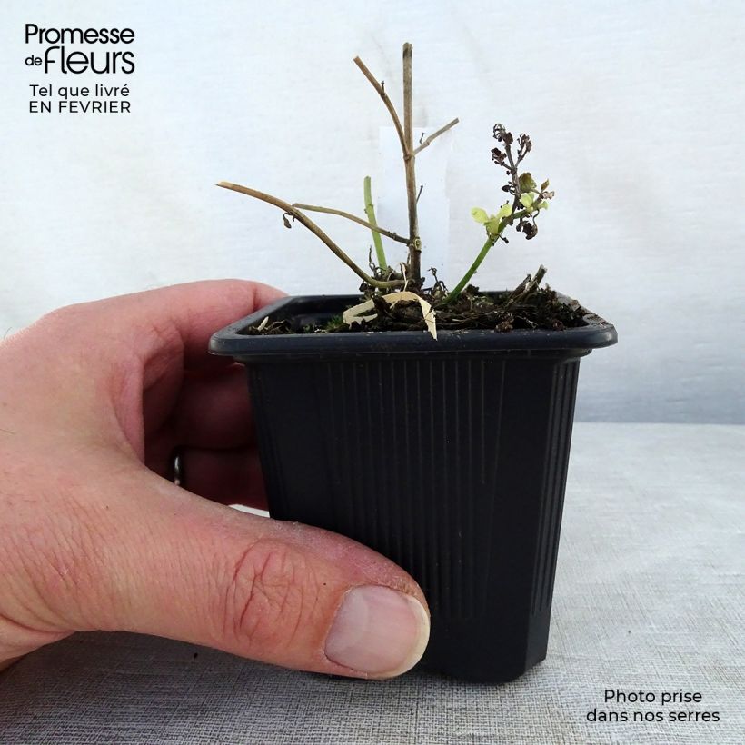 Exemplar von Agastache aurantiaca Tango - Duftnessel Kleine Töpfe von 8/9 cm wie im Winter geliefert