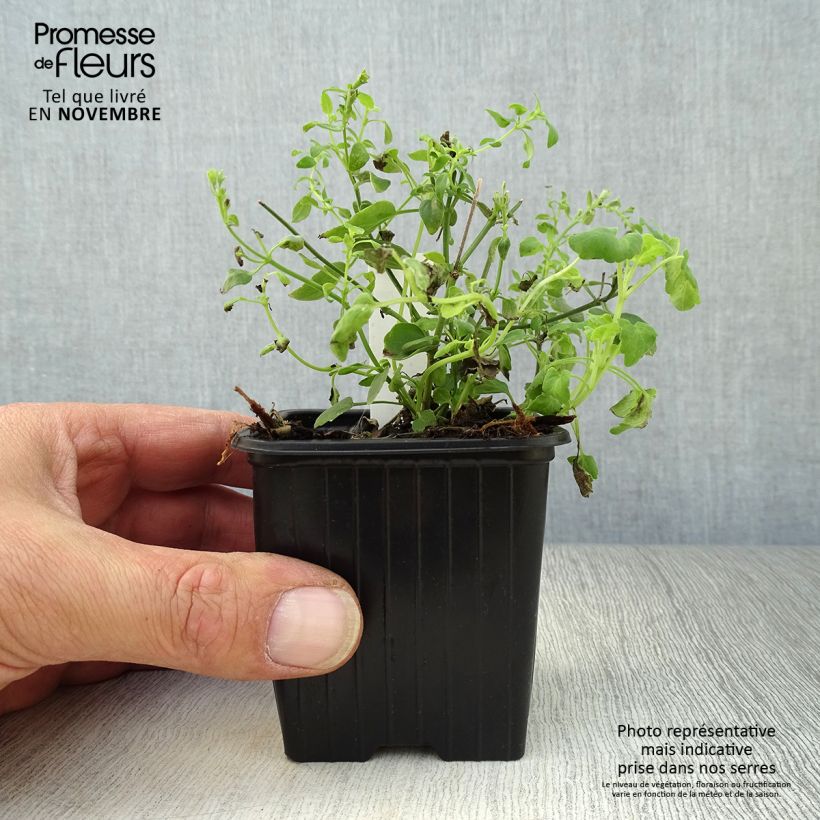 Example of Agastache aurantiaca Tango - Duftnessel Kleine Töpfe von 8/9 cm as you get in automne