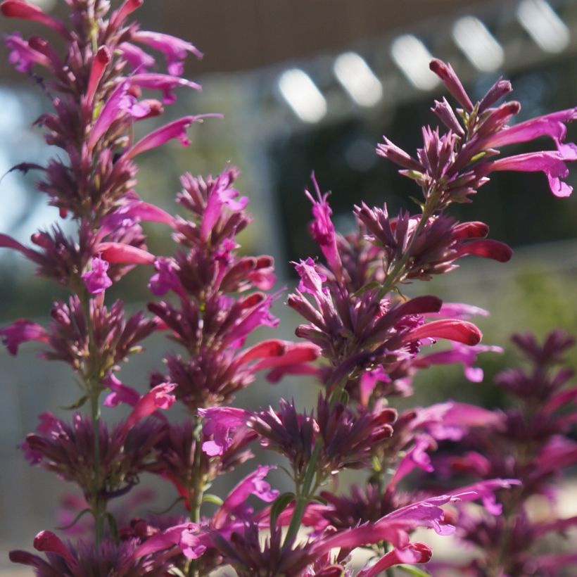 Agastache cana - Duftnessel (Flowering)