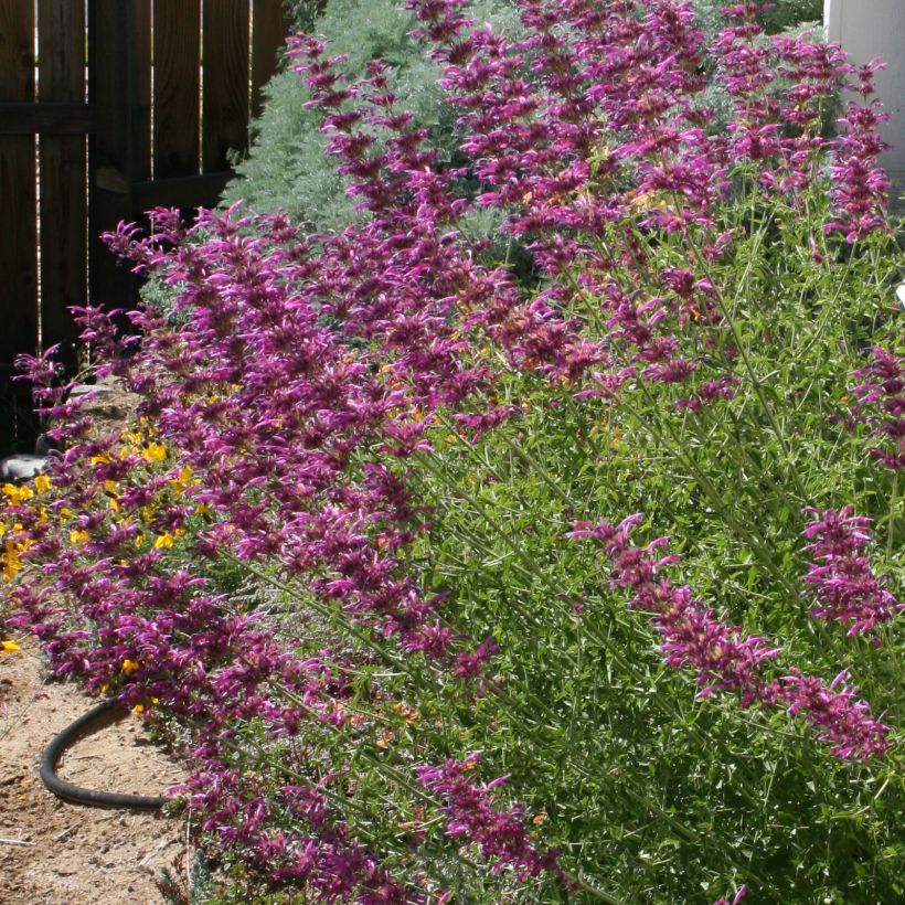 Agastache cana - Duftnessel (Plant habit)
