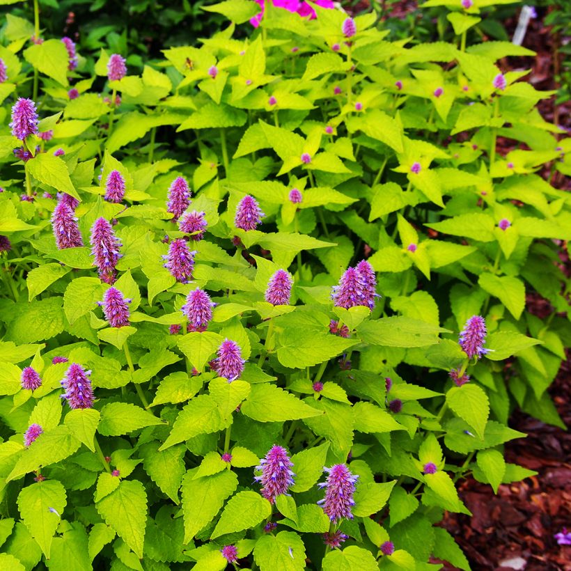 Agastache foeniculum Golden Jubilee - Duftnessel (Plant habit)