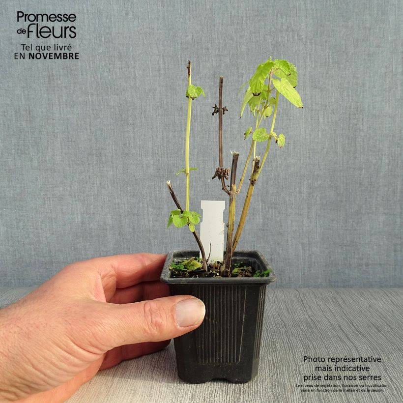 Example of Agastache foeniculum Golden Jubilee - Duftnessel Kleine Töpfe von 7/8 cm as you get in automne