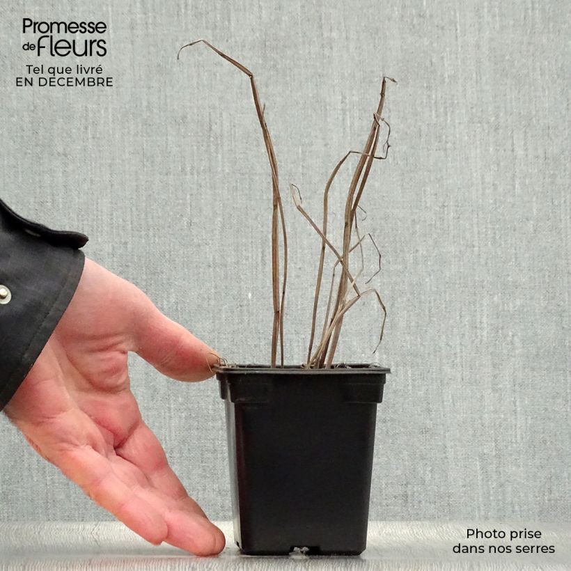 Exemplar von Agastache foeniculum Golden Jubilee - Duftnessel Kleine Töpfe von 7/8 cm wie im Winter geliefert