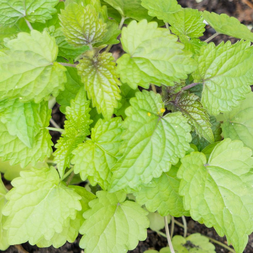 Agastache foeniculum - Duftnessel (Foliage)