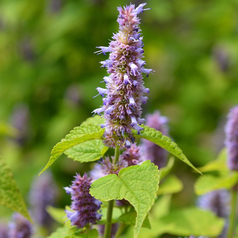 Agastache foeniculum - Duftnessel (Flowering)