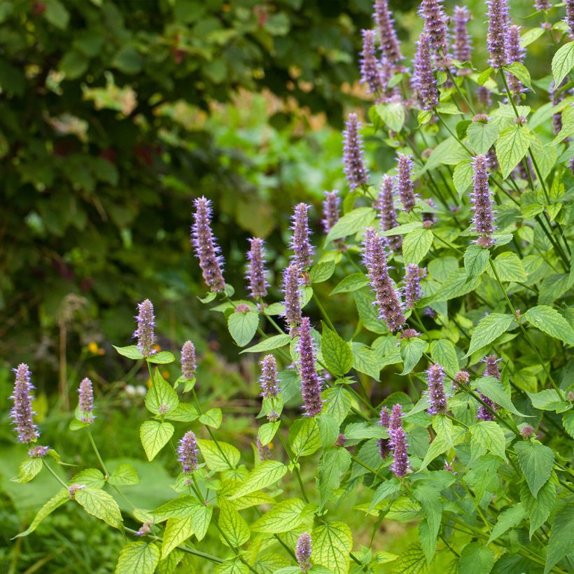 Agastache foeniculum - Duftnessel (Plant habit)