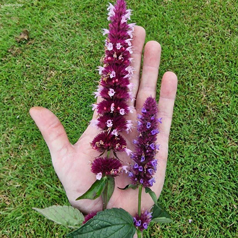 Agastache Beelicious Pink - Duftnessel (Flowering)