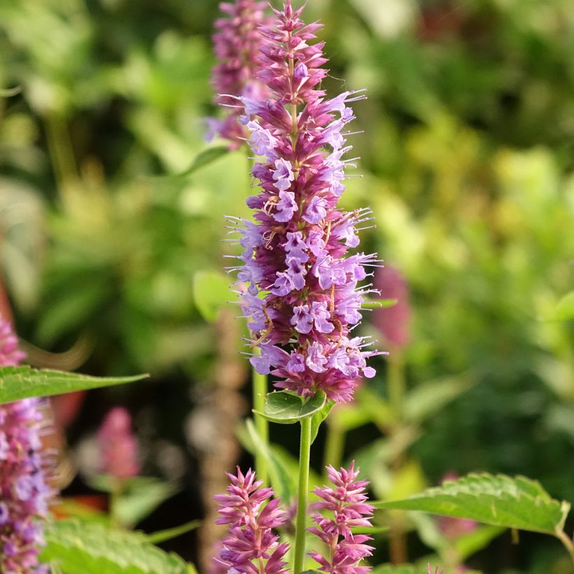 Agastache Beelicious Purple ‘Agapd’ - Duftnessel (Flowering)