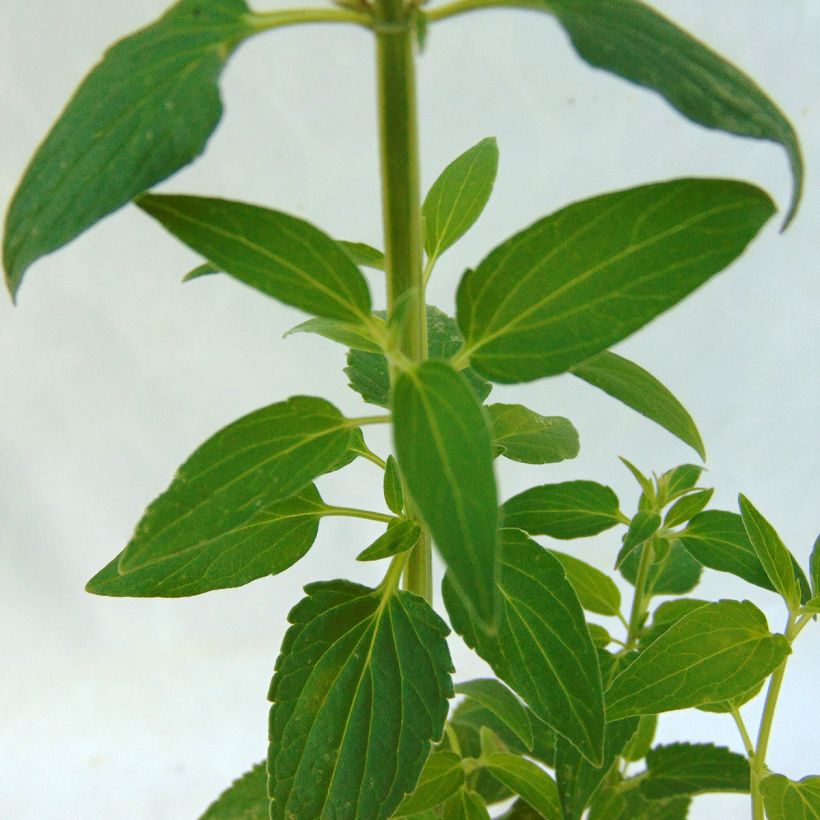 Agastache mexicana Red Fortune - Duftnessel (Foliage)