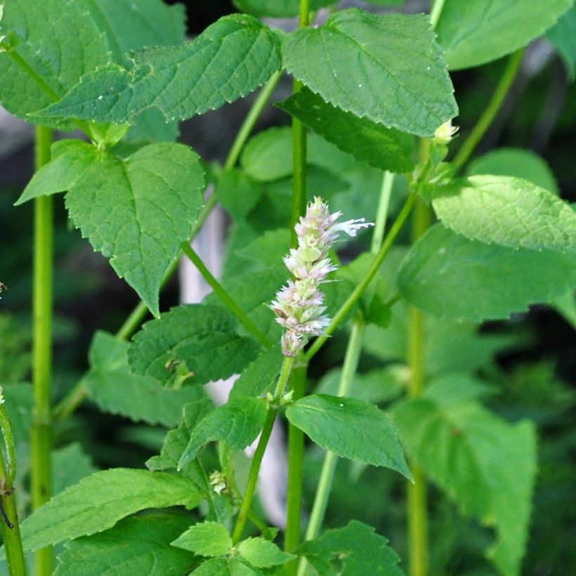 Agastache nepetoides Fuji no Yuki - Duftnessel (Foliage)