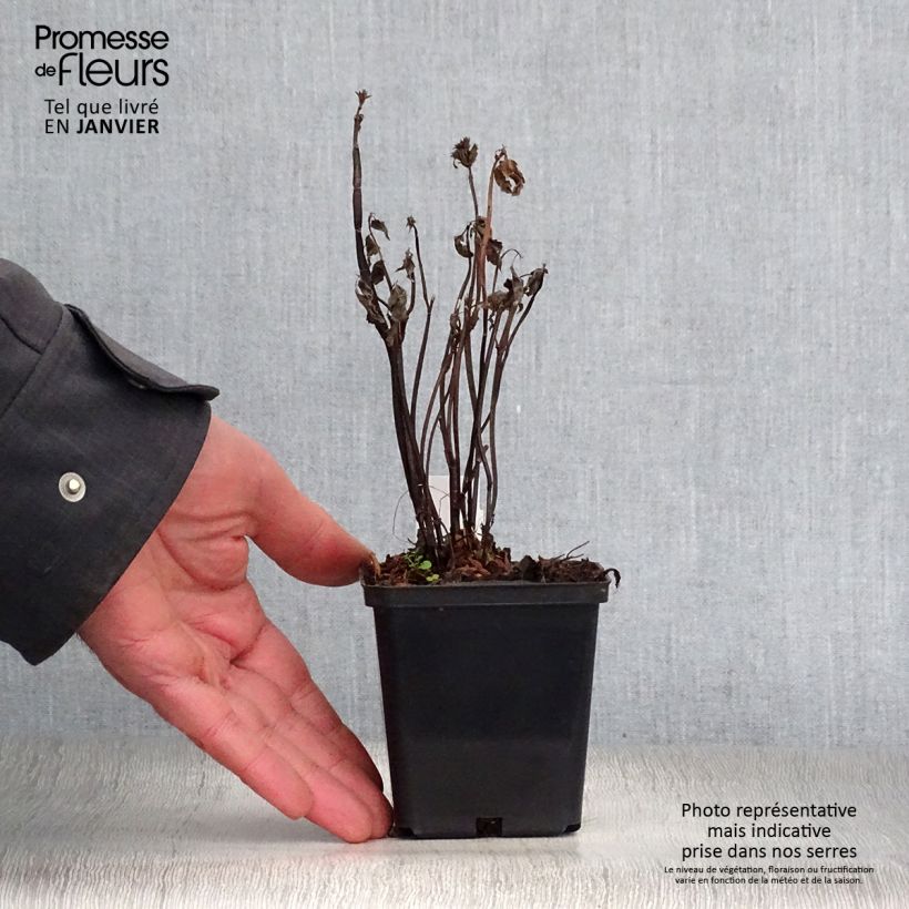 Exemplar von Agastache nepetoides Fuji no Yuki - Duftnessel Kleine Töpfe von 8/9 cm wie im Winter geliefert