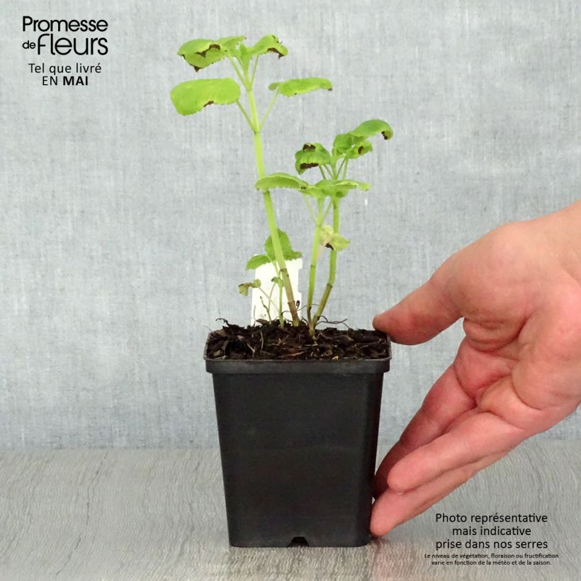 Exemplar von Agastache nepetoides Fuji no Yuki - Duftnessel Kleine Töpfe von 8/9 cm wie im Frühjahr geliefert