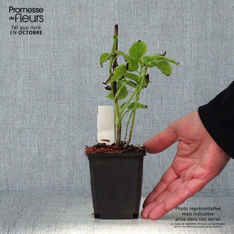 Example of Agastache nepetoides Fuji no Yuki - Duftnessel Kleine Töpfe von 8/9 cm as you get in automne