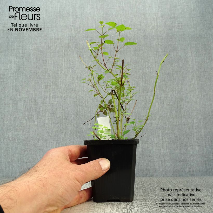 Example of Agastache rugosa After Eight - Duftnessel Kleine Töpfe von 8/9 cm as you get in automne
