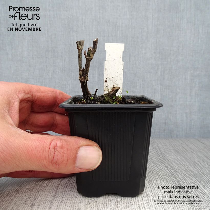 Example of Agastache rugosa Alabaster - Duftnessel Kleine Töpfe von 8/9 cm as you get in automne