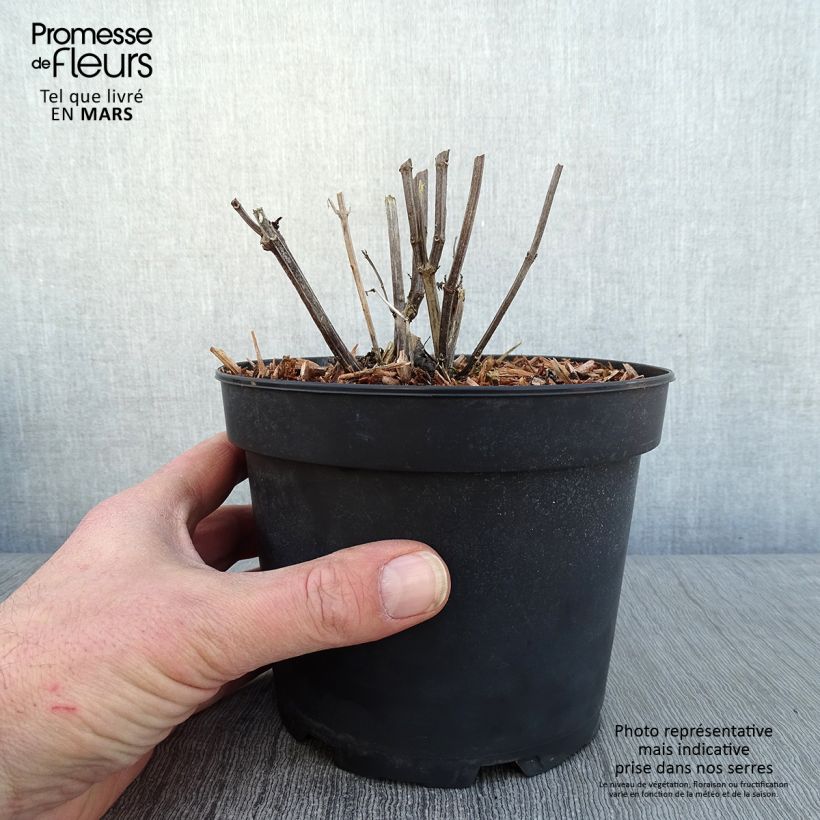 Exemplar von Agastache rugosa Alabaster - Duftnessel Topf mit 2L/3L wie im Winter geliefert