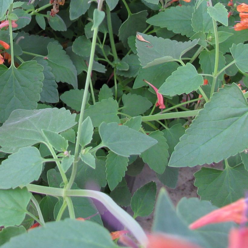 Agastache rupestris - Duftnessel (Foliage)