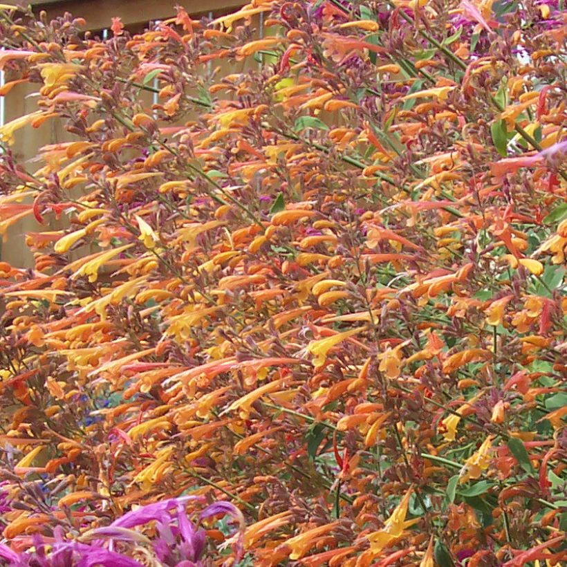 Agastache rupestris - Duftnessel (Flowering)