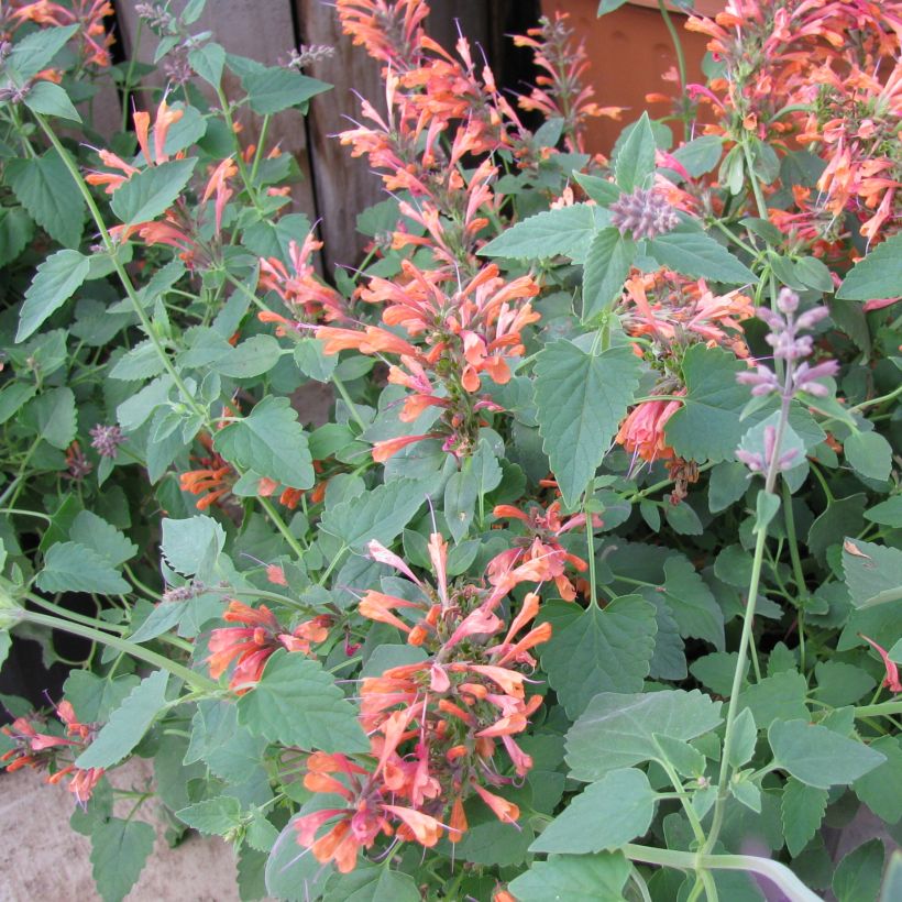 Agastache rupestris - Duftnessel (Plant habit)