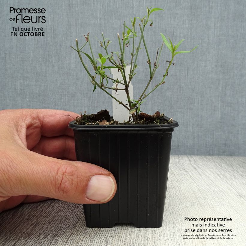 Example of Agastache rupestris - Duftnessel Kleine Töpfe von 8/9 cm as you get in automne