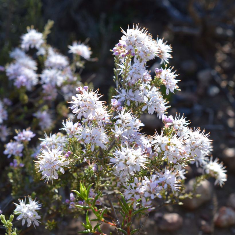 Agathosma capensis - Buchu (Flowering)