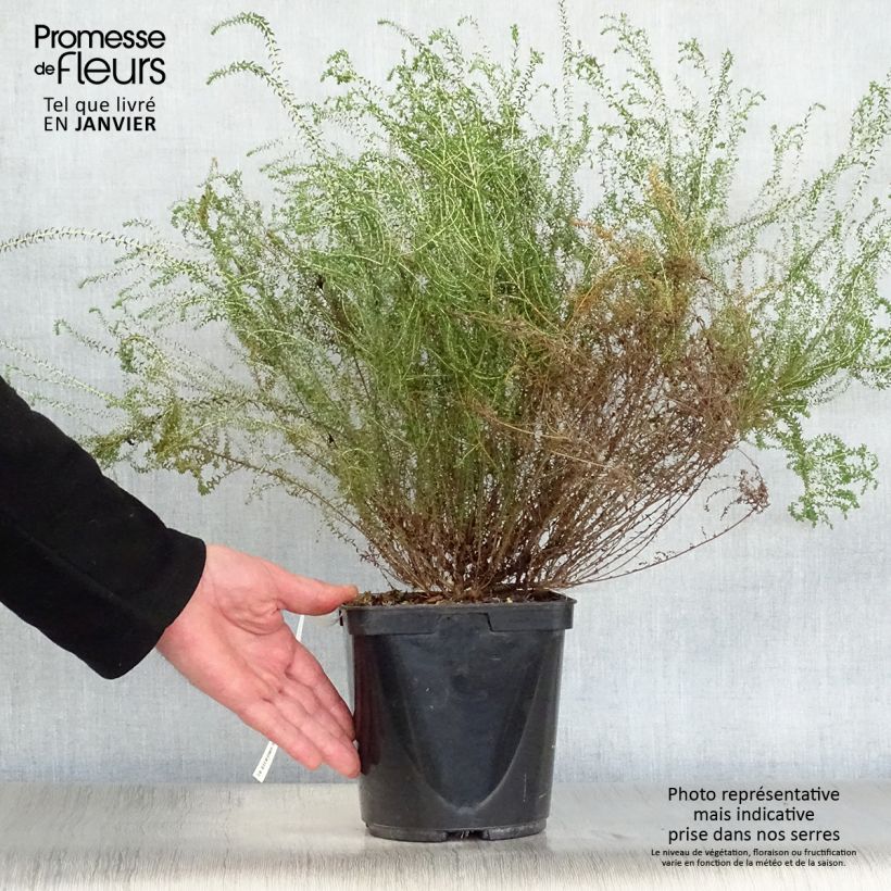 Exemplar von Agathosma capensis - Buchu Topf mit 2L/3L wie im Winter geliefert