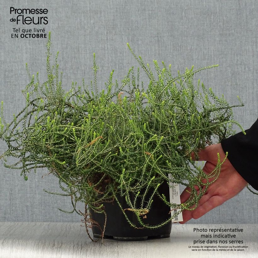 Example of Agathosma capensis - Buchu Topf mit 2L/3L as you get in automne