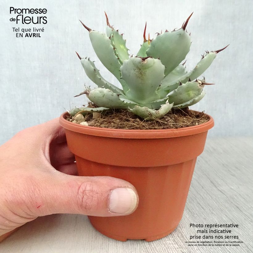Exemplar von Agave Kikijokan Topf 12 cm / 13 cm wie im Frühjahr geliefert
