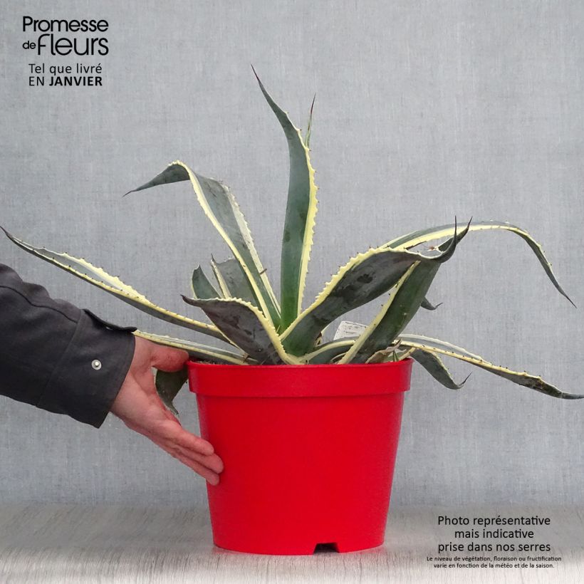 Exemplar von Agave americana Variegata - Amerikanische Agave Topf mit 7,5L/10L wie im Winter geliefert