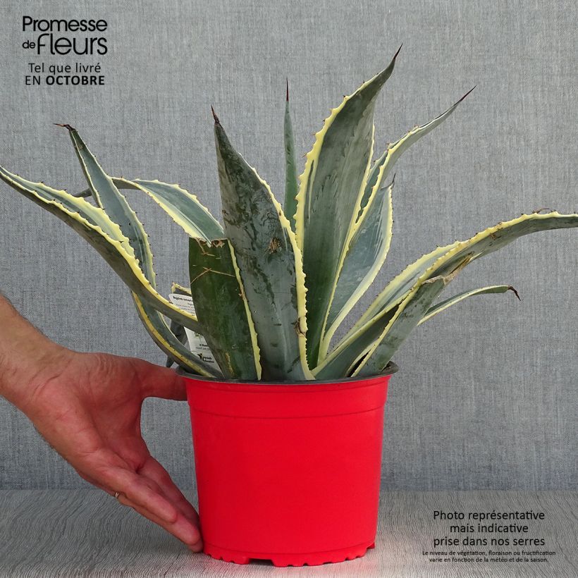 Example of Agave americana Variegata - Amerikanische Agave Topf mit 2L/3L as you get in automne