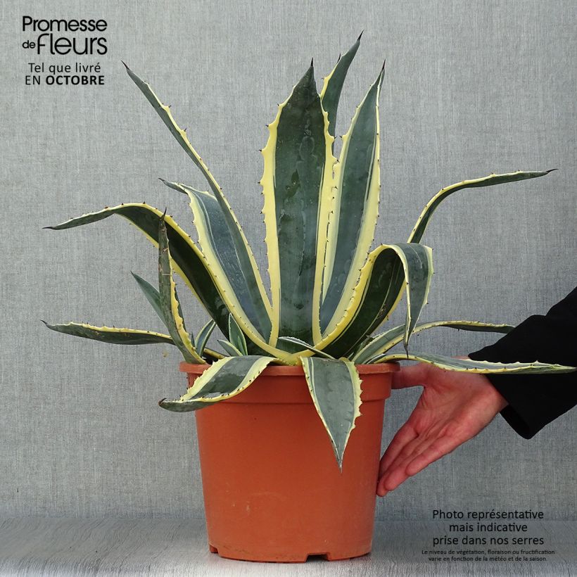 Example of Agave americana Variegata - Amerikanische Agave Topf mit 7,5L/10L as you get in automne