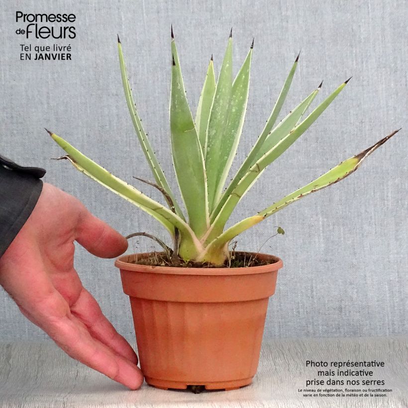 Exemplar von Agave angustifolia Marginata - Schmalblättrige Agave Topf 12 cm / 13 cm wie im Winter geliefert