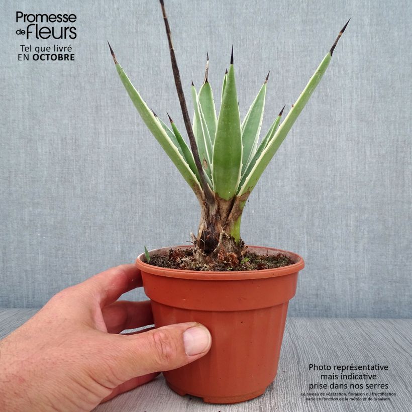 Example of Agave angustifolia Marginata - Schmalblättrige Agave Topf 12 cm / 13 cm as you get in automne