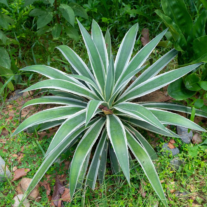 Agave angustifolia Marginata - Schmalblättrige Agave (Hafen)
