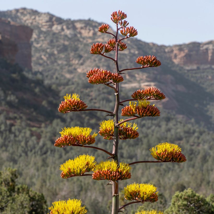 Agave chrysantha (Blüte)